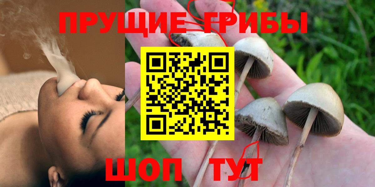 Галлюциногенные грибы Psilocybe  Вход с VPN  Строитель  Псилоцибиновые грибы Psilocybine cubensis 